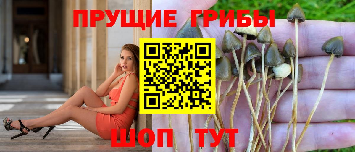 Псилоцибиновые грибы GOLDEN TEACHER  Вход с VPN  Сергиев Посад 